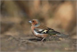 <p>PĚNKAVA OBECNÁ - sameček (Fringilla coelebs) ---- /Chaffinch - Buchfink/</p>